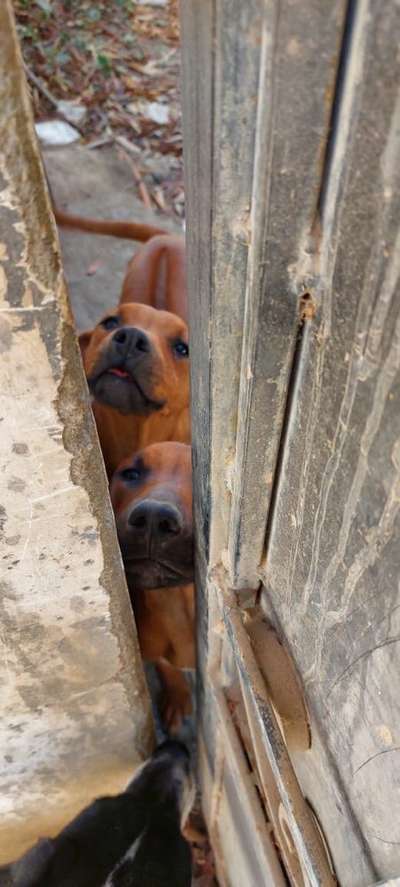 Rhodesian Ridgeback-Beitrag-Bild