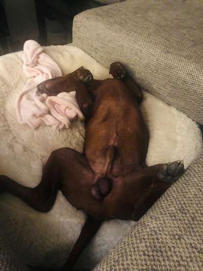 Rhodesian Ridgeback-Beitrag-Bild