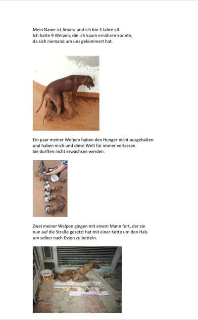 Rhodesian Ridgeback-Beitrag-Bild