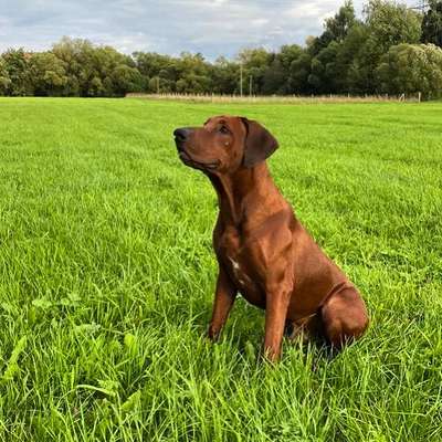 Rhodesian Ridgeback-Beitrag-Bild