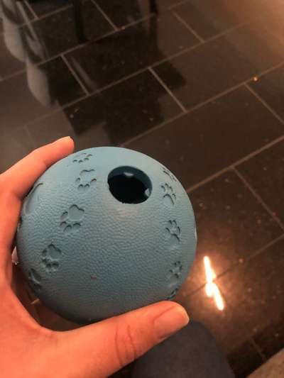 Rhodesian Ridgeback-Beitrag-Bild