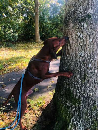 Rhodesian Ridgeback-Beitrag-Bild