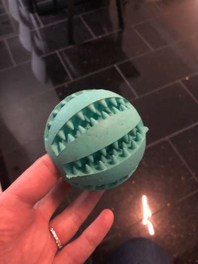 Rhodesian Ridgeback-Beitrag-Bild