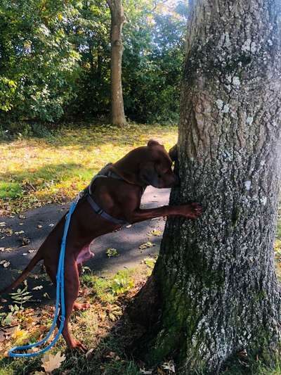 Rhodesian Ridgeback-Beitrag-Bild