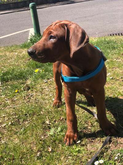 Rhodesian Ridgeback-Beitrag-Bild