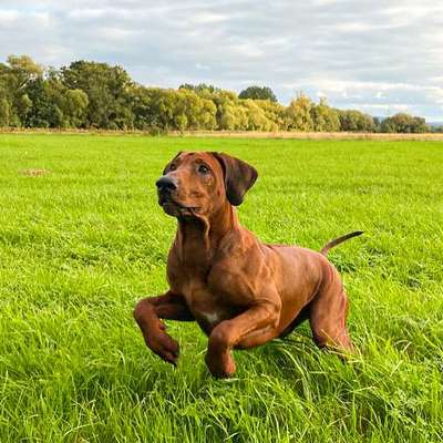 Rhodesian Ridgeback-Beitrag-Bild