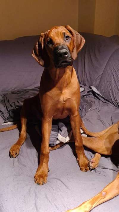 Rhodesian Ridgeback-Beitrag-Bild