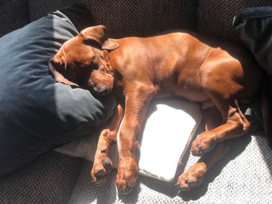 Rhodesian Ridgeback-Beitrag-Bild