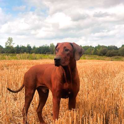 Rhodesian Ridgeback-Beitrag-Bild