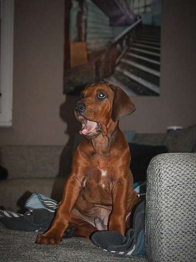 Rhodesian Ridgeback-Beitrag-Bild