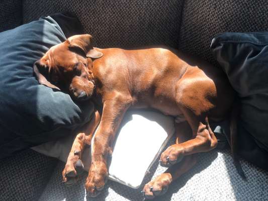 Rhodesian Ridgeback-Beitrag-Bild