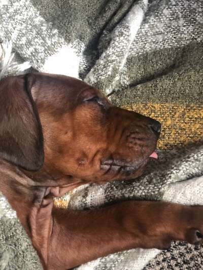 Welpen Bilder !-Beitrag-Bild