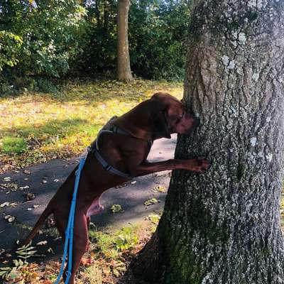 Rhodesian Ridgeback-Beitrag-Bild