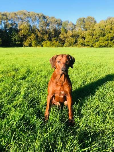 Rhodesian Ridgeback-Beitrag-Bild