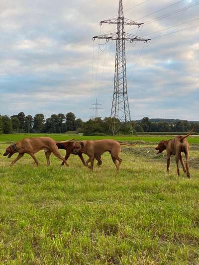 Rhodesian Ridgeback-Beitrag-Bild