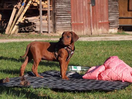 Rhodesian Ridgeback-Beitrag-Bild