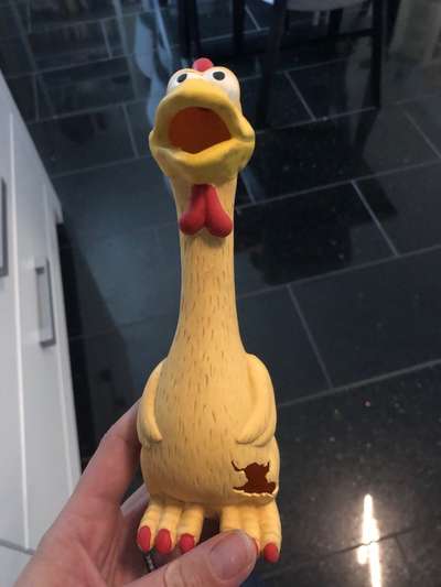 Rhodesian Ridgeback-Beitrag-Bild