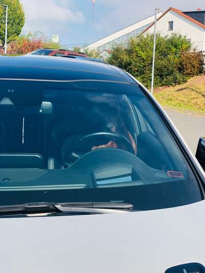 Rhodesian Ridgeback-Beitrag-Bild