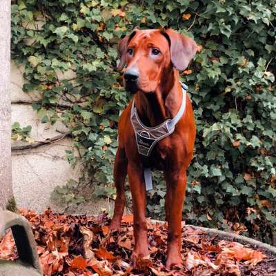 Rhodesian Ridgeback-Beitrag-Bild