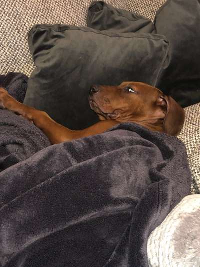 Rhodesian Ridgeback-Beitrag-Bild