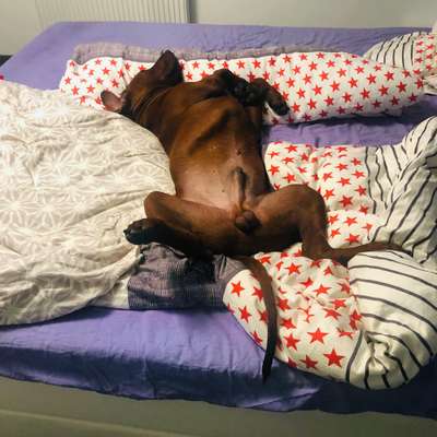 Rhodesian Ridgeback-Beitrag-Bild