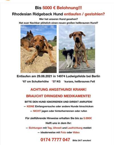 Rhodesian Ridgeback-Beitrag-Bild