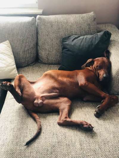 Rhodesian Ridgeback-Beitrag-Bild