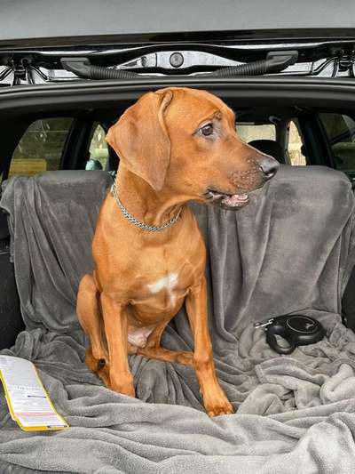 Rhodesian Ridgeback-Beitrag-Bild