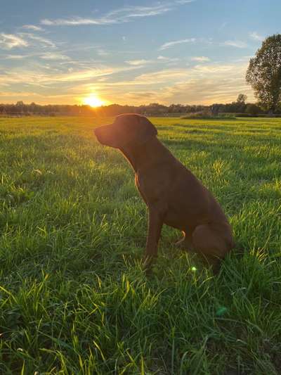Rhodesian Ridgeback-Beitrag-Bild