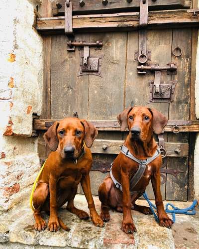 Rhodesian Ridgeback-Beitrag-Bild