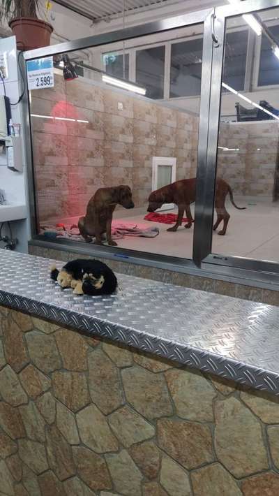 Rhodesian Ridgeback-Beitrag-Bild