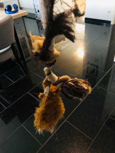 Rhodesian Ridgeback-Beitrag-Bild