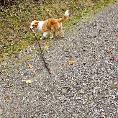 Hundetreffen-Spieltreffen/ Spaziergang-Bild