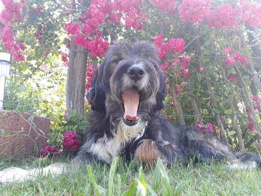 Fotochallenge Nr. 59 - Mein Hund zeigt die Zunge-Beitrag-Bild