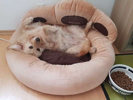 Körbchen / Hundebett-Beitrag-Bild