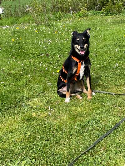 Auslandstierschutz-Beitrag-Bild