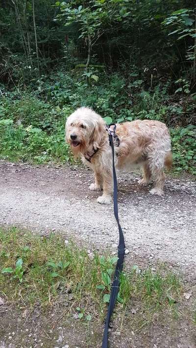 Goldendoodle?-Beitrag-Bild