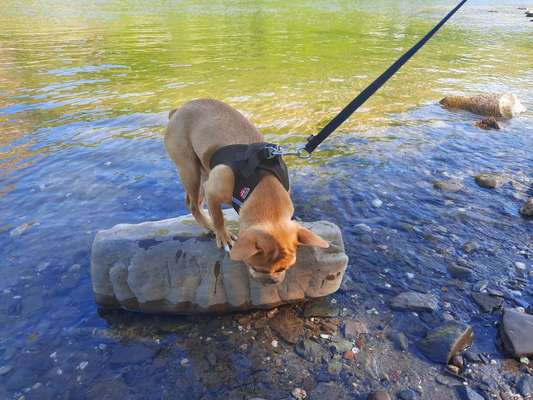 Dogorama-Monats-Challenge-Mai "Wasser"-Beitrag-Bild