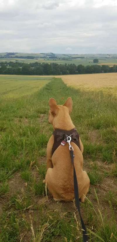 Lieblingsbild von euren Hunden?-Beitrag-Bild