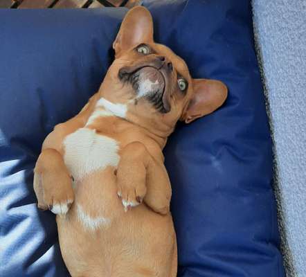 Lieblingsbild von euren Hunden?-Beitrag-Bild