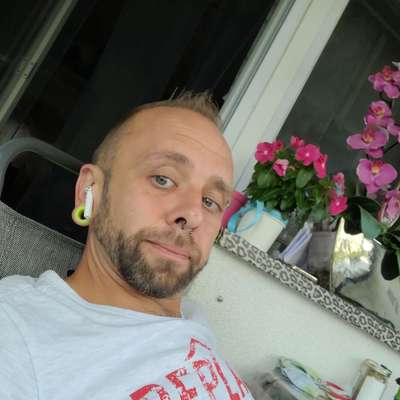 Hundetreffen-Kleinhunde runde über Stock und Stein