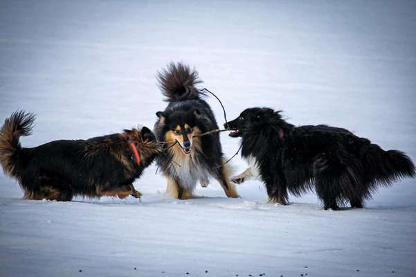 Hundetreffen-Gassi , Training usw 😊-Bild