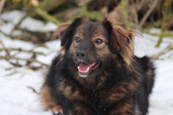 Auslandstierschutz-Beitrag-Bild