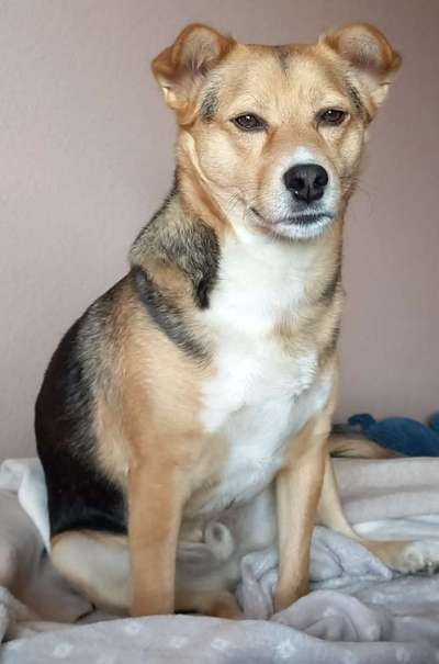 Club der Rumänen (Alle Hunde aus dem rumänischen Tierschutz, wo seid Ihr?)-Beitrag-Bild
