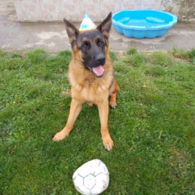 Hundetreffen-Spieltreffen-Bild