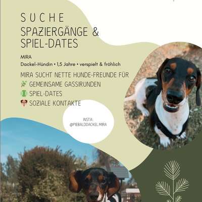 Hundetreffen-SPAZIERGÄNGE & SPIEL-DATES-Bild