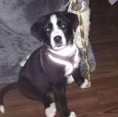 Welpenfotos-Beitrag-Bild