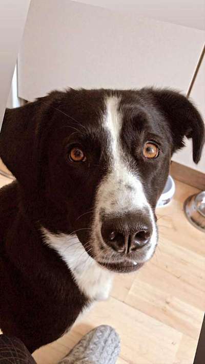 Welpenfotos-Beitrag-Bild