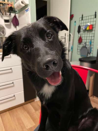 Mischlingshunde Foto Aufruf-Beitrag-Bild