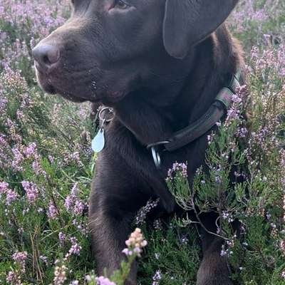 Hundetreffen-Spiel - und Trainingsgefährten gesucht ☺️-Bild